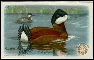 18 Ruddy Duck
